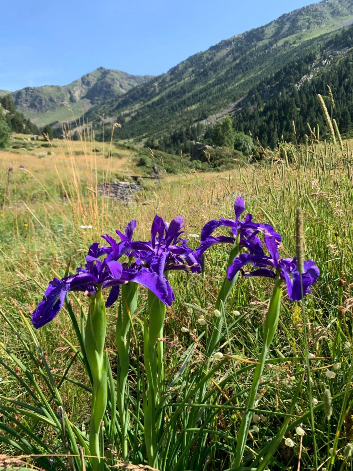 Appartement A Ordino Exteriér fotografie